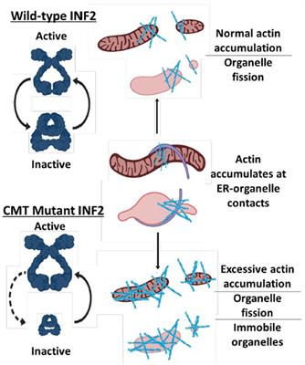 Impaired Mitochondrial Mobility in Charcot-Marie-Tooth Disease